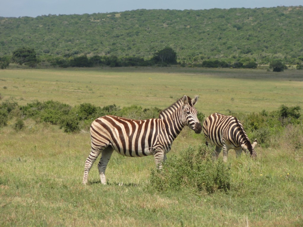 Burchells Zebra