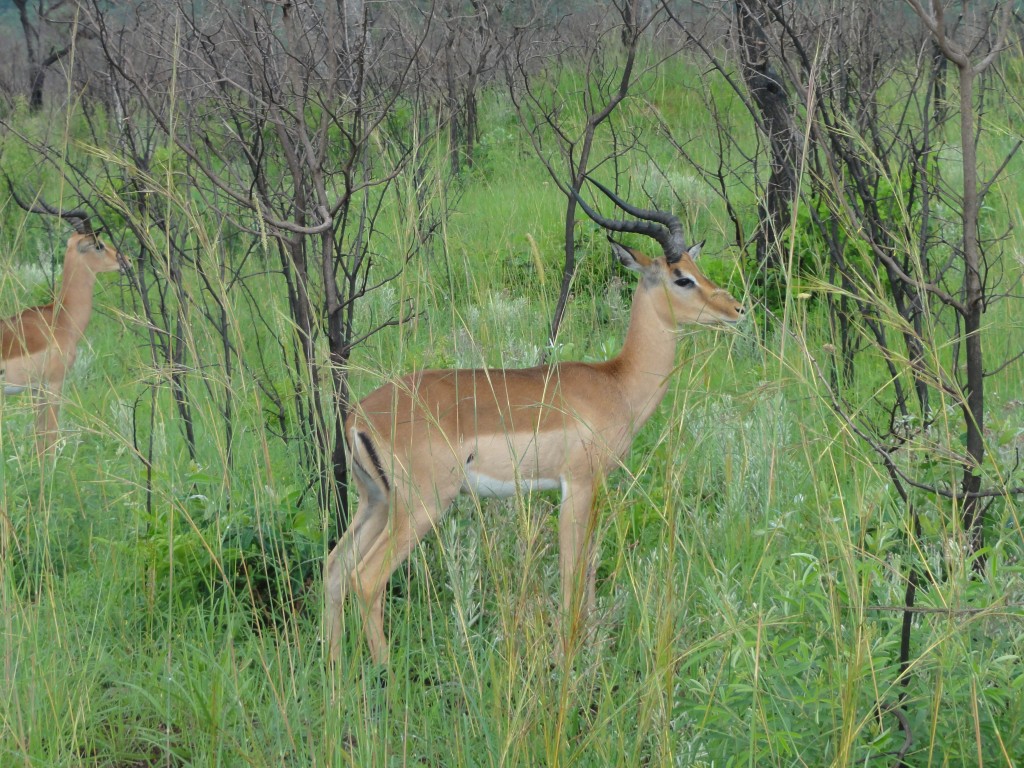 Impala