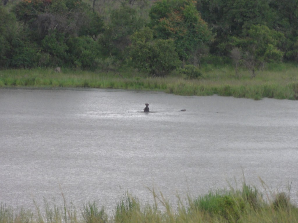 Yawning hippo